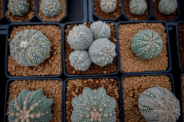Fototapeta na wymiar Collection of various cactus and succulent plants in different pots. Potted cactus house