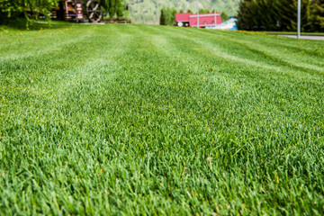 Obraz premium Beautiful Altai fields in spring