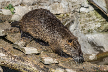Coypu, Myocastor coypus, also known as river rat or nutria