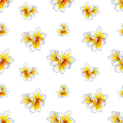 Fototapeta na wymiar Seamless pattern from white plumeria flowers. Frangipani. Watercolor painting. Exotic plant. Floral print. Sketch drawing. Botanical composition. Flower painted background. Hand drawn illustration.