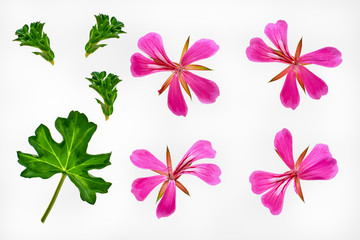 Pelargonium graveolens