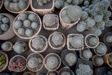 Collection of various cactus and succulent plants in different pots. Potted cactus house