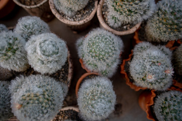 Collection of various cactus and succulent plants in different pots. Potted cactus house