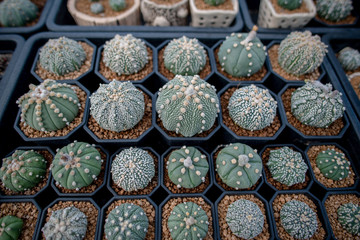 Collection of various cactus and succulent plants in different pots. Potted cactus house