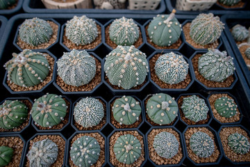Collection of various cactus and succulent plants in different pots. Potted cactus house