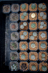 Collection of various cactus and succulent plants in different pots. Potted cactus house