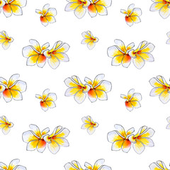 Seamless pattern from white plumeria flowers. Frangipani. Watercolor painting. Exotic plant. Floral print. Sketch drawing. Botanical composition. Flower painted background. Hand drawn illustration.