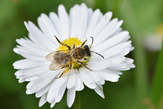 Bee on flower. Bee collects pollen from chamomile. Summer. Close - up, macro photo.