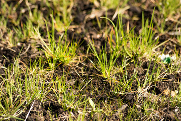 Young grass grows through the ground