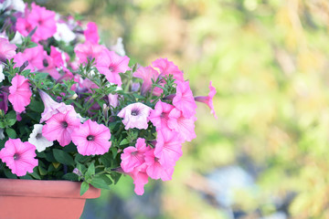 Magnificent bloom of delicate flowers sulfinium in the balcony drawer.