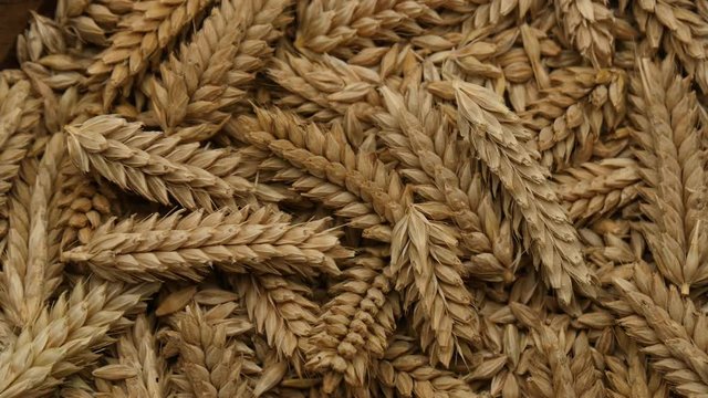 Rotate of Ears wheat on top view