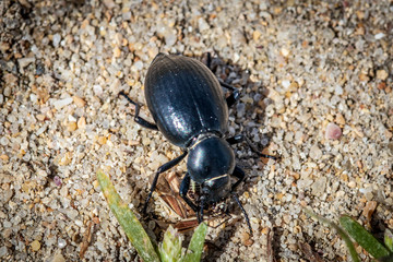black beetle