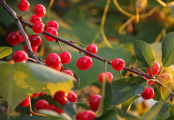 Red sour cherries on a tree