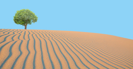 Beautiful landscape with lonely tree in the desert 