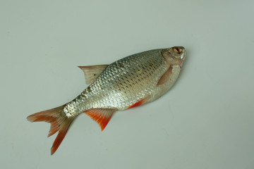 rudd silver fish with red floats