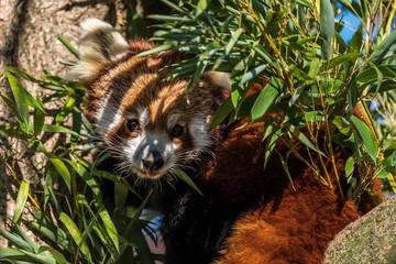 The red panda, Ailurus fulgens, also called the lesser panda.