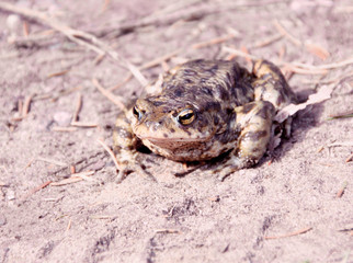 portrait of frog in detail