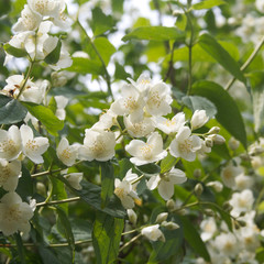 Mock orange tree with  white flowers. Philadelphus tree in bloom in springtime