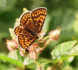 butterfly  heath fritillary on the flower