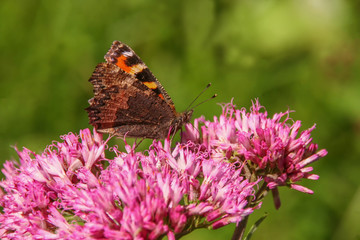 small tortoiseshell on pink blossoms