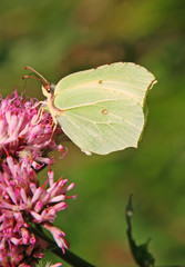 butterfly Gonepteryx on pink flower