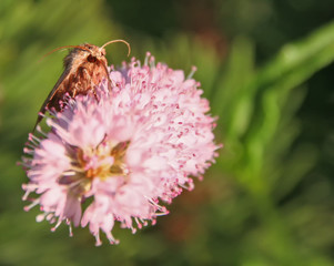 night butterfly on pink flower