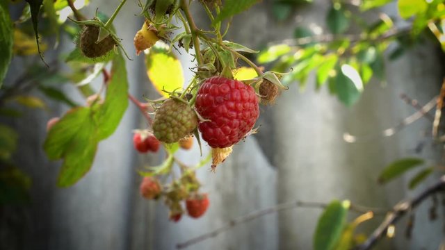 Close-up of a juicy, ripe, red raspberry that hangs on a branch on a Sunny day. 4K.