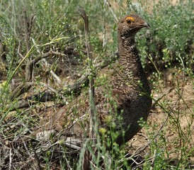 Grouse