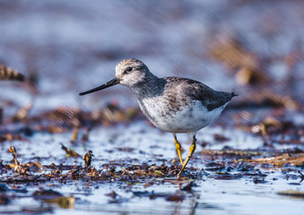 Sandpiper