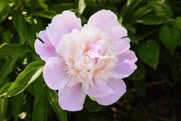 Pink peonies in the garden. Pink peony macro photo. Closeup of pink peonies in the garden. Selective focus. Shallow depth of field.