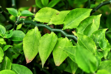 Green leaf