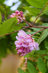 Pink acacia flower closeup (Robinia pseudoacacia). Acacia tree bloom, Robinia hispida, known as the bristly locust, rose-acacia, or moss locust.