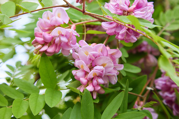 Pink acacia flower closeup (Robinia pseudoacacia). Acacia tree bloom, Robinia hispida, known as the bristly locust, rose-acacia, or moss locust.
