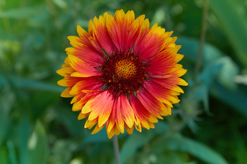 Gaillardia aristata, blanket flower, flowering plant in the sunflower family. Indian Blanket Flower in bloom in the meadow
