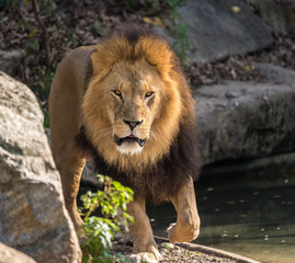 The lion, Panthera leo is one of the four big cats in the genus Panthera