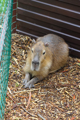 capybara