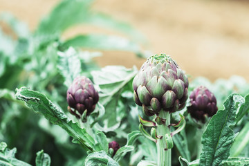 Artichauts dans un jardin