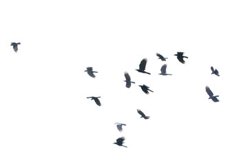 Flying birds.Motion of flying birds. 