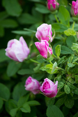 a small pink garden roses on a bush blossoms near a house in the city.