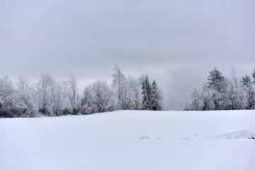 r field landscape with the frosty trees