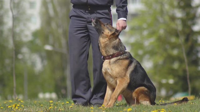 A demonstration performance of dog handlers with smart service dogs Shepherd dogs that obey the commands, cynology