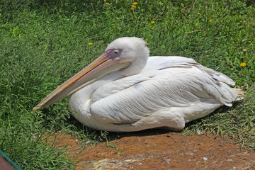 pelican on the beach