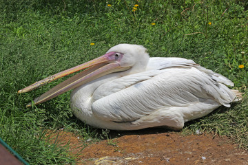 pelican in zoo