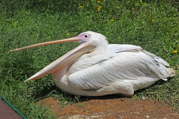 pelican in zoo