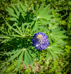 Beautiful summer flower. Colorful nature