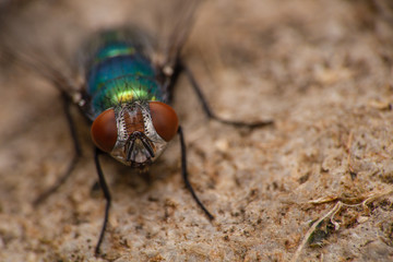 Fliege_Schmeißfliege
