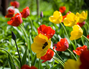 Fototapeta premium Beautiful summer flower. Colorful nature