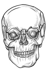Line drawing skull front view