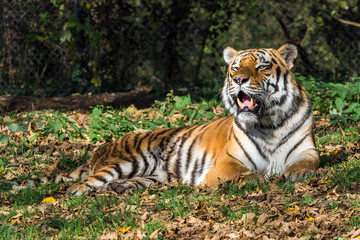 The Siberian tiger,Panthera tigris altaica in the zoo