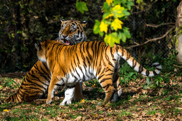 The Siberian tiger,Panthera tigris altaica in the zoo